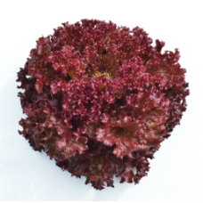 RED CORAL (KG)