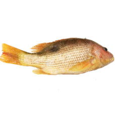 GOLDEN SNAPPER 700GM / 800GM (NOS)