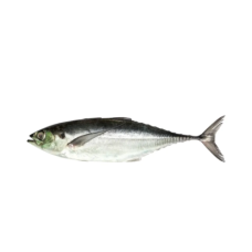 IKAN CENCARU (KG)