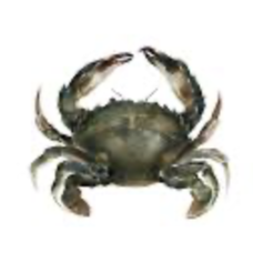 SOFT SHELL CRAB, 5%-10% GLAZING  (8-10 NOS/KG) A/AA