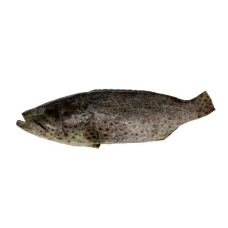 GROUPER (KG)