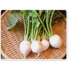 KABU TURNIP (KG)