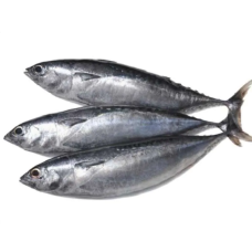 IKAN TONGKOL / MACKEREL TUNA