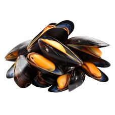 BLUE MUSSEL