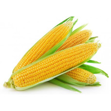  SWEET CORN - XL (NOs.)